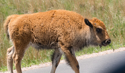 Custer State Park Bison calf walking on the highway