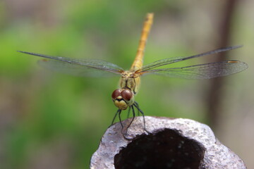 close up of a dragonfly
