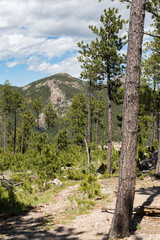The Needles of Custer State Park in the Black Hills, South Dakota