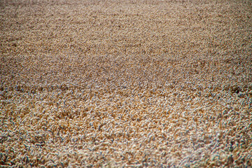 Ein Kornfeld im Sommer