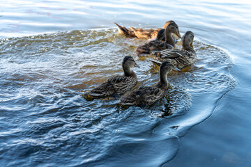 ducks in the pond in Oslo Norway in summer asking for food