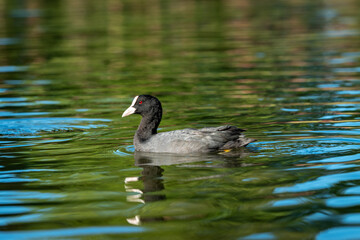ducks in the pond in Oslo Norway in summer asking for food