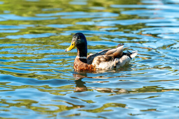 ducks swimming in the pond in Oslo city center in norway in summer