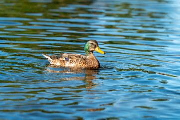 ducks in the pond in Oslo Norway in summer asking for food