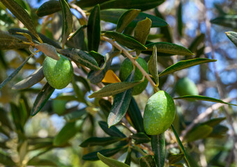 Close-up branch olive tree with green olives growing on, organic oil Mediterranean