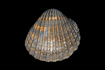Macro shot of beach sea shell showing the texture and colours on dark background