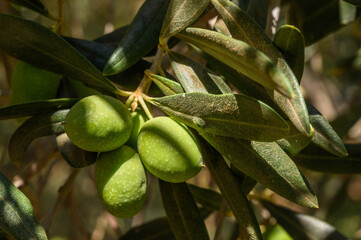 Green olives on olive tree branch. Olive oil production. Fresh olives.