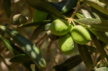Fresh bio green olives in olives tree farm