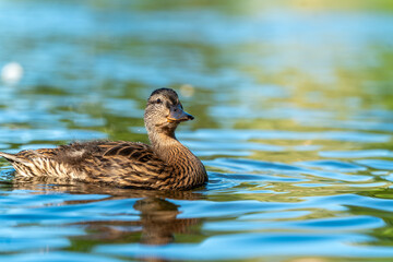 Fototapeta premium ducks swimming in the pond in Oslo city center in norway in summer