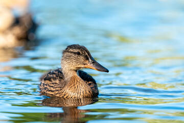 ducks in the pond in Oslo Norway in summer asking for food