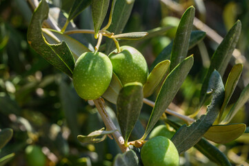closeup of green olives hanging from a tree