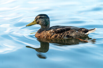 Fototapeta premium ducks in the pond in Oslo Norway in summer asking for food