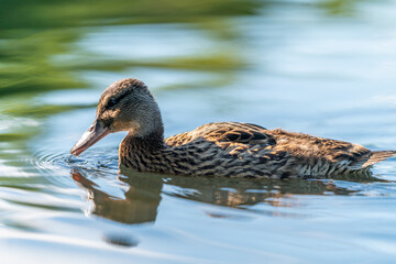 ducks swimming in the pond in Oslo city center in norway in summer