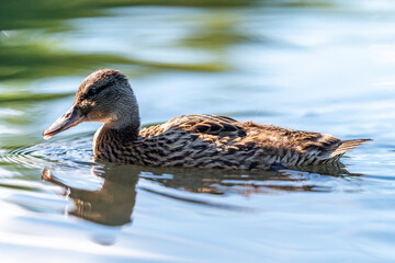 ducks in the pond in Oslo Norway in summer asking for food