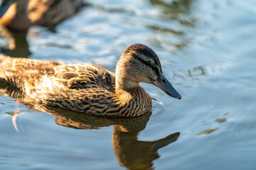 ducks swimming in the pond in Oslo city center in norway in summer