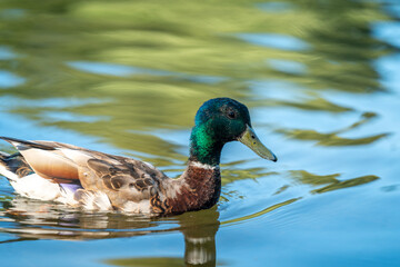 Fototapeta premium ducks in the pond in Oslo Norway in summer asking for food