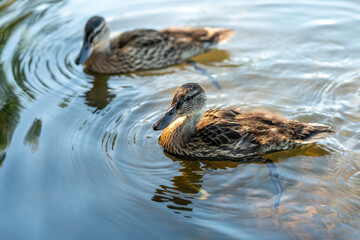 ducks swimming in the pond in Oslo city center in norway in summer