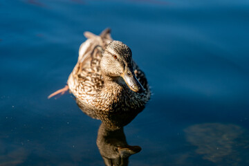 ducks in the pond in Oslo Norway in summer asking for food