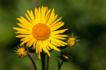 yellow flower in the garden