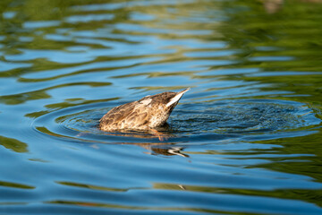 ducks swimming in the pond in Oslo city center in norway in summer