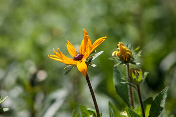 Fototapeta premium flowers in the garden