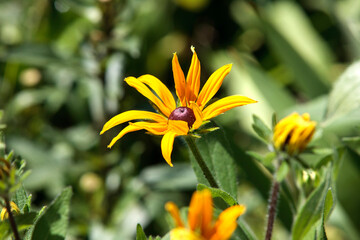 yellow flower in garden