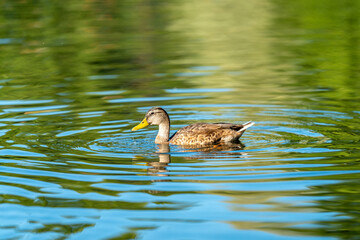 ducks swimming in the pond in Oslo city center in norway in summer
