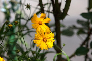 yellow flowers in the garden