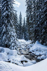 A tiny mountain river flowing among fir trees covered in deep snow. Demyanishka river near Demyanitsa hut in winter. Pirin national park near Bansko, Bulgaria.
