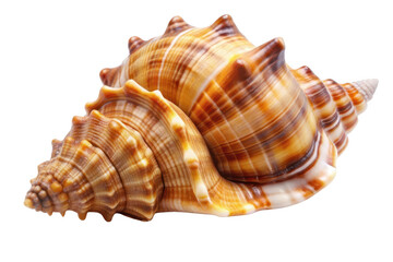 Obraz premium A beautifully detailed conch shell with intricate patterns and colors, perfect for nature lovers and coastal decor.