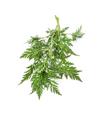 Branch of green ambrosia.