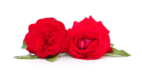 Beautiful red roses.