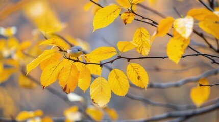 Fototapeta premium Blue Bird Among Vibrant Yellow Leaves in Autumn Forest