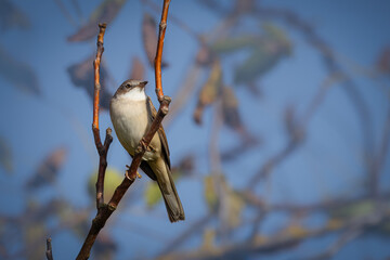 A common whitethroat sits on the branch of a walnut tree and looks toward the camera lens on a sunny summer evening.