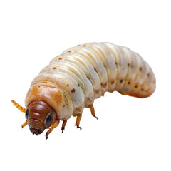 Larva Of A Beetle Isolated On Transparent Background