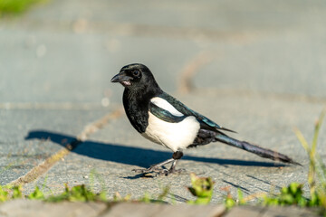 Fototapeta premium crow bird in Oslo Ekebergen Park asking for food
