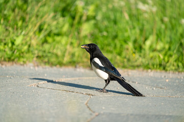 crow bird in Oslo Ekebergen Park asking for food