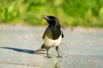 crow bird in Oslo Ekebergen Park asking for food