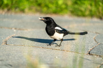 crow bird in Oslo Ekebergen Park asking for food