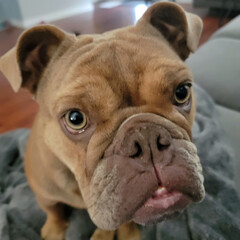 English Bulldog Expressions