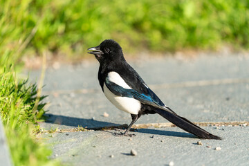 crow bird in Oslo Ekebergen Park asking for food