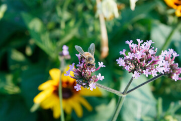 Bee pollinating flower