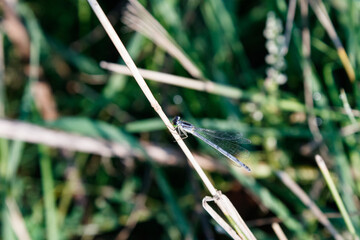 Dragonfly landing on plant
