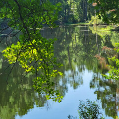 Fototapeta premium Pond Through Trees