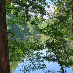 Fototapeta premium Pond Through Trees