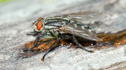 close up of fly