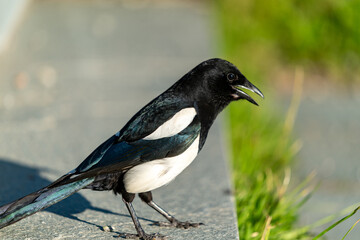 crow bird in Oslo Ekebergen Park asking for food