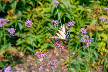 Canadian Tiger Swallowtail butterfly pollinating  in the garden