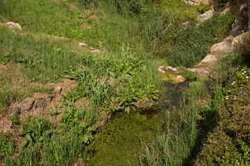A small green pond nestled in a lush hillside