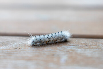 hickory tussock moth caterpillar